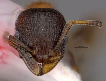 Media type: image;   Entomology 35268 Aspect: head frontal view